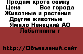 Продам крота самку › Цена ­ 200 - Все города Животные и растения » Другие животные   . Ямало-Ненецкий АО,Лабытнанги г.
